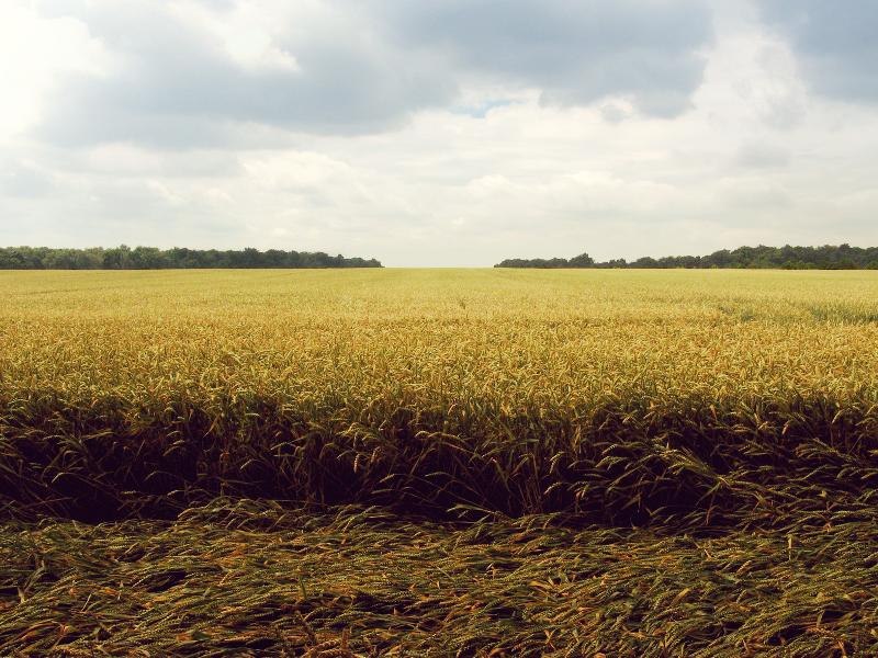 Wheat nitrogen trials