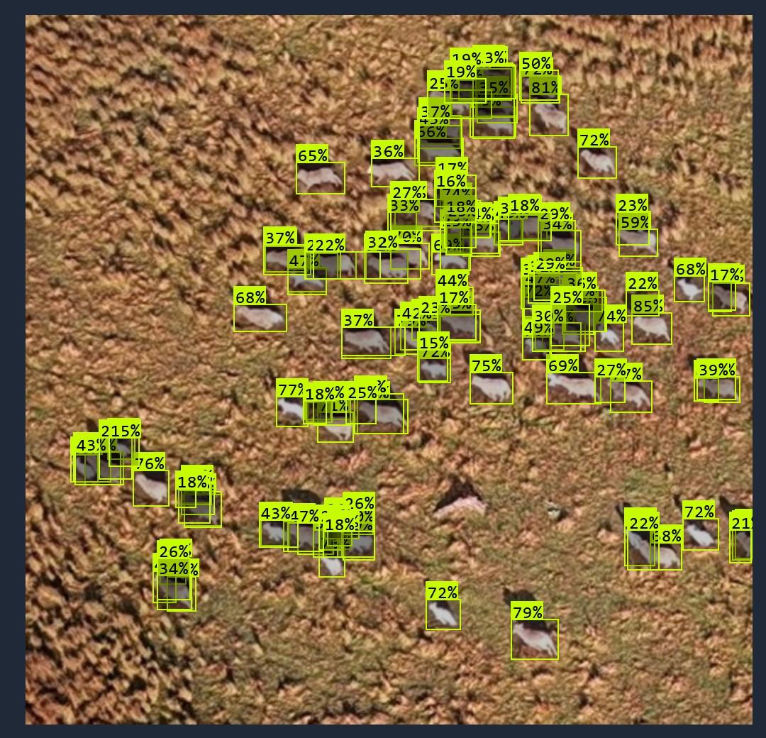 Livestock detection and counting