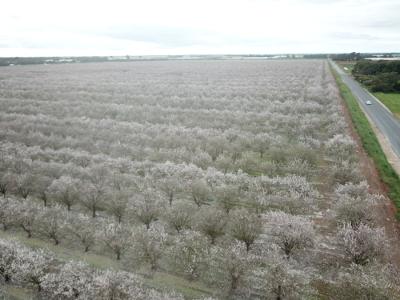 Honeyman UAV Services 