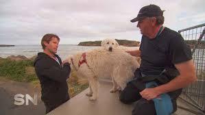 Seven's Sunday Night - DOGS AND PENGUINS: A TRUE FAIRYTALE