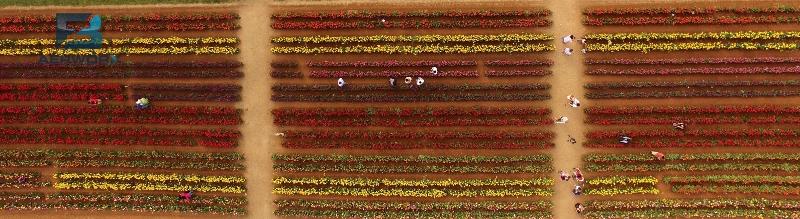 Aerial photography, drone photography by 3FB Aerworx