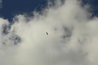 Scout Aerial Media and Surveying 