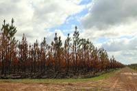 Scout Aerial Media and Surveying 