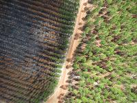 Scout Aerial Media and Surveying 