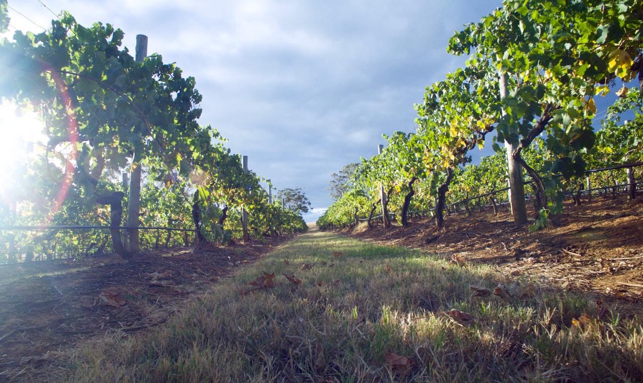 Aerial photography, drone photography by Precision RPA