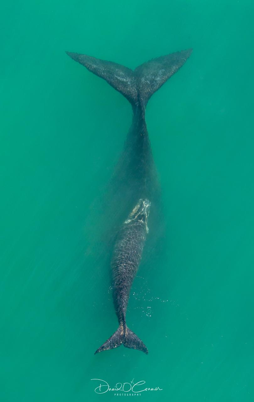 Aerial photography, drone photography by Intrepid Drone Services