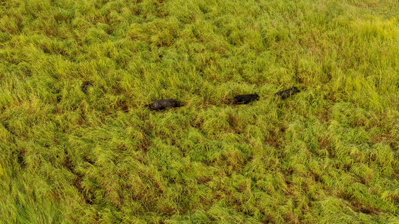 Aerial photography, drone photography by Rise Above Aerial Imagery