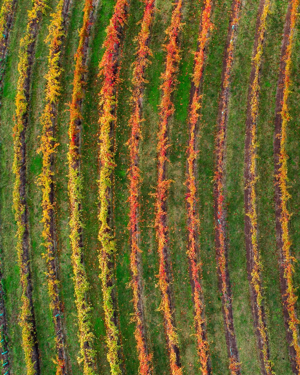 Channel 31 'The Cellar Door' series - various locations throughout VIC