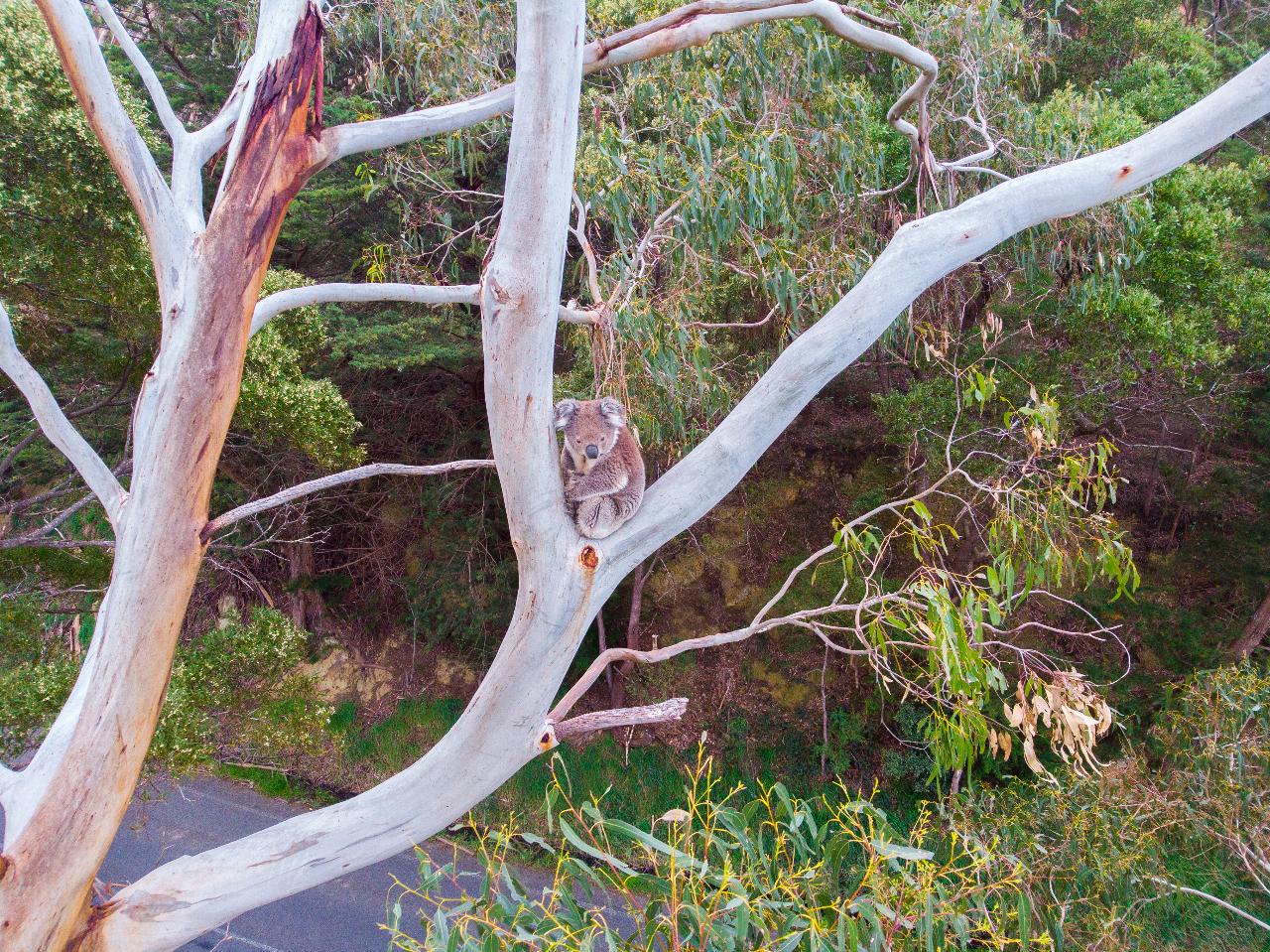 Aerial photography, drone photography by AlGorithm Drone Services