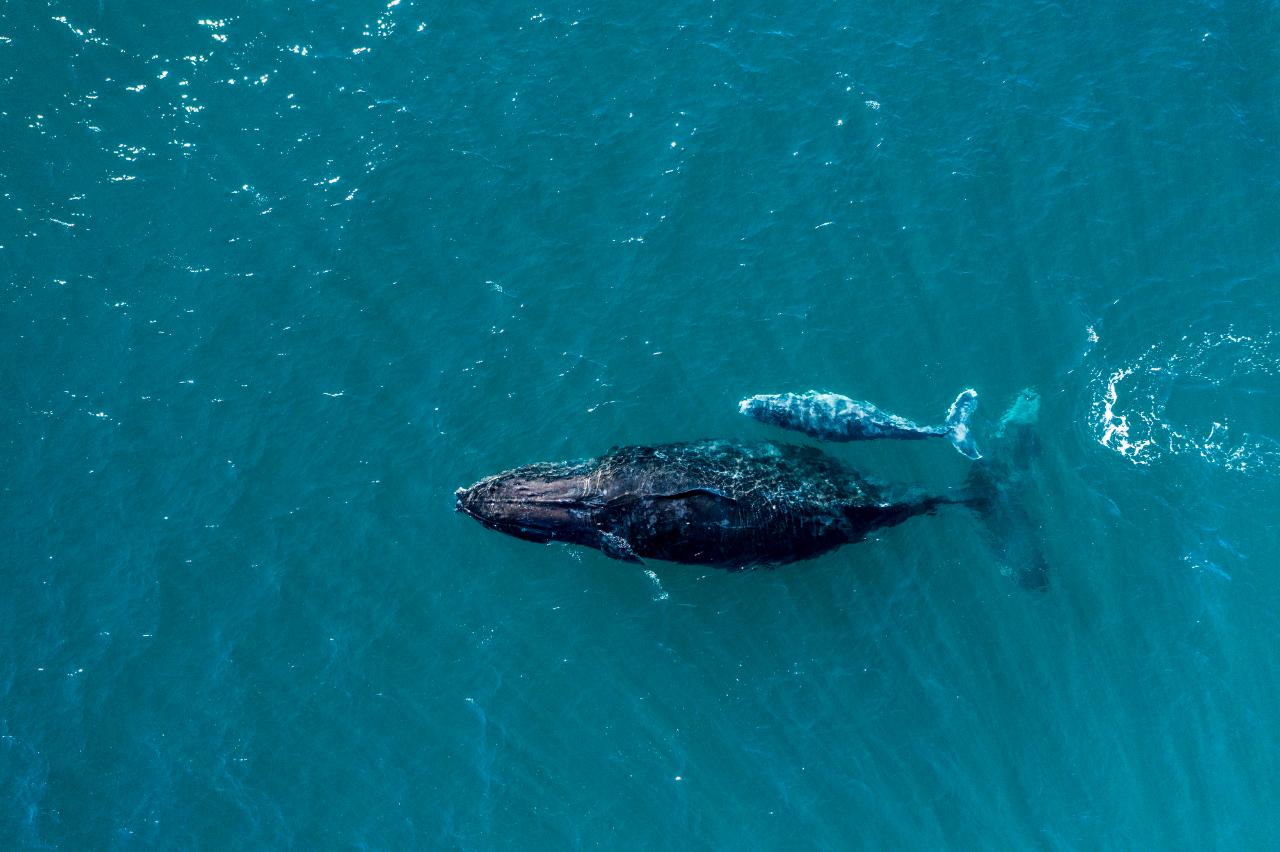 Aerial photography, drone photography by Jason Childs Photography