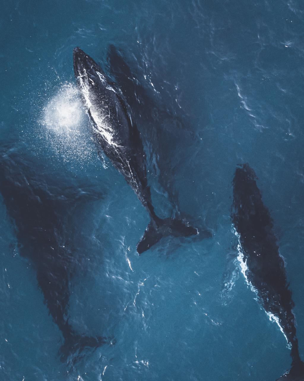 Aerial photography, drone photography by Risen Film