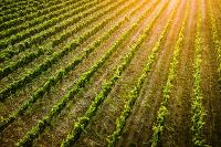 Daniela Tommasi Photography