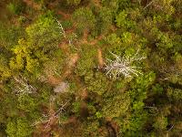 Flying Fox Aerial Imagery