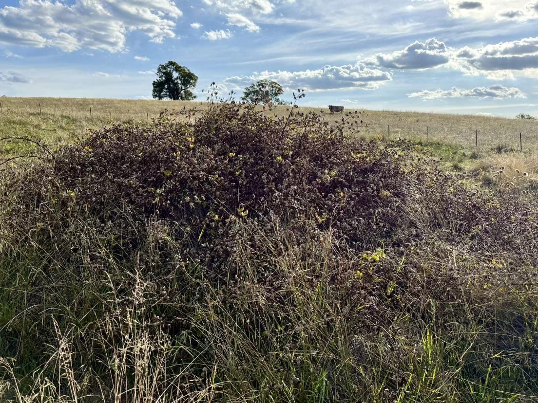 Aerial photography, drone photography by Shillin Ag Drones