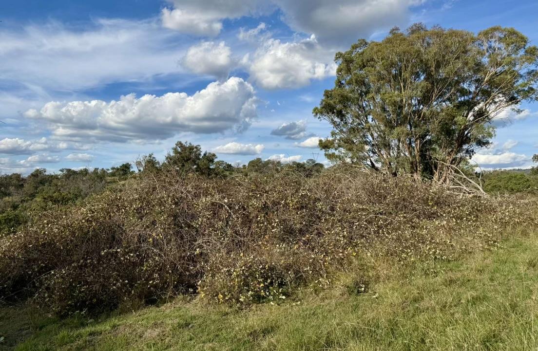 Aerial photography, drone photography by Shillin Ag Drones