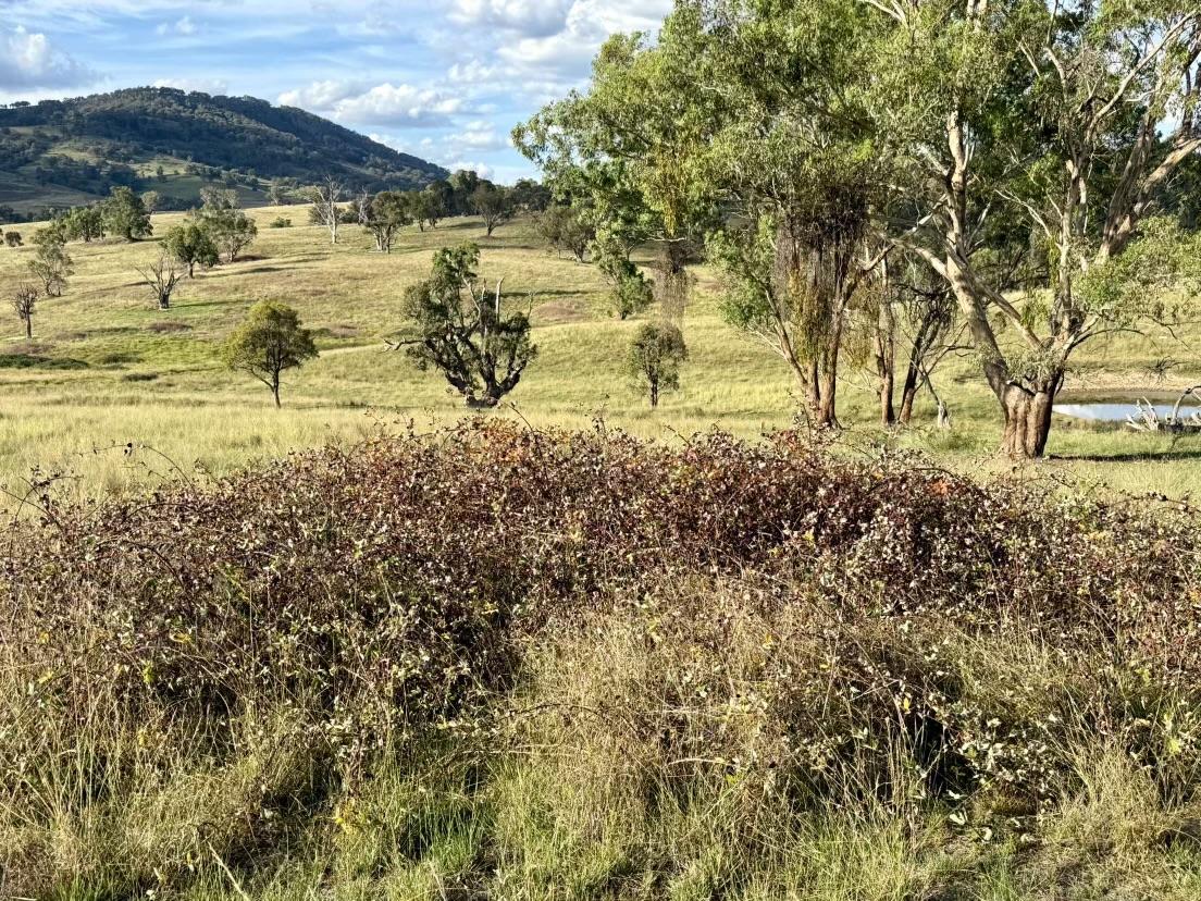 Aerial photography, drone photography by Shillin Ag Drones