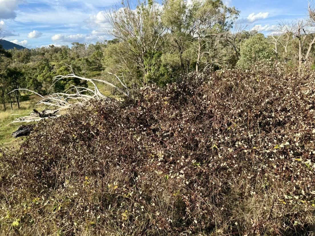 Aerial photography, drone photography by Shillin Ag Drones