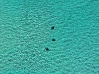 Aqua Aerial Solutions 