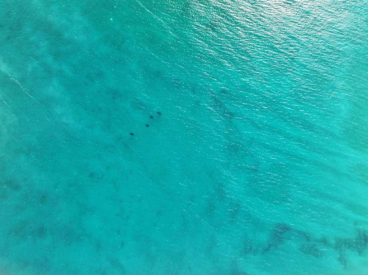 Spotting of marine wildlife 