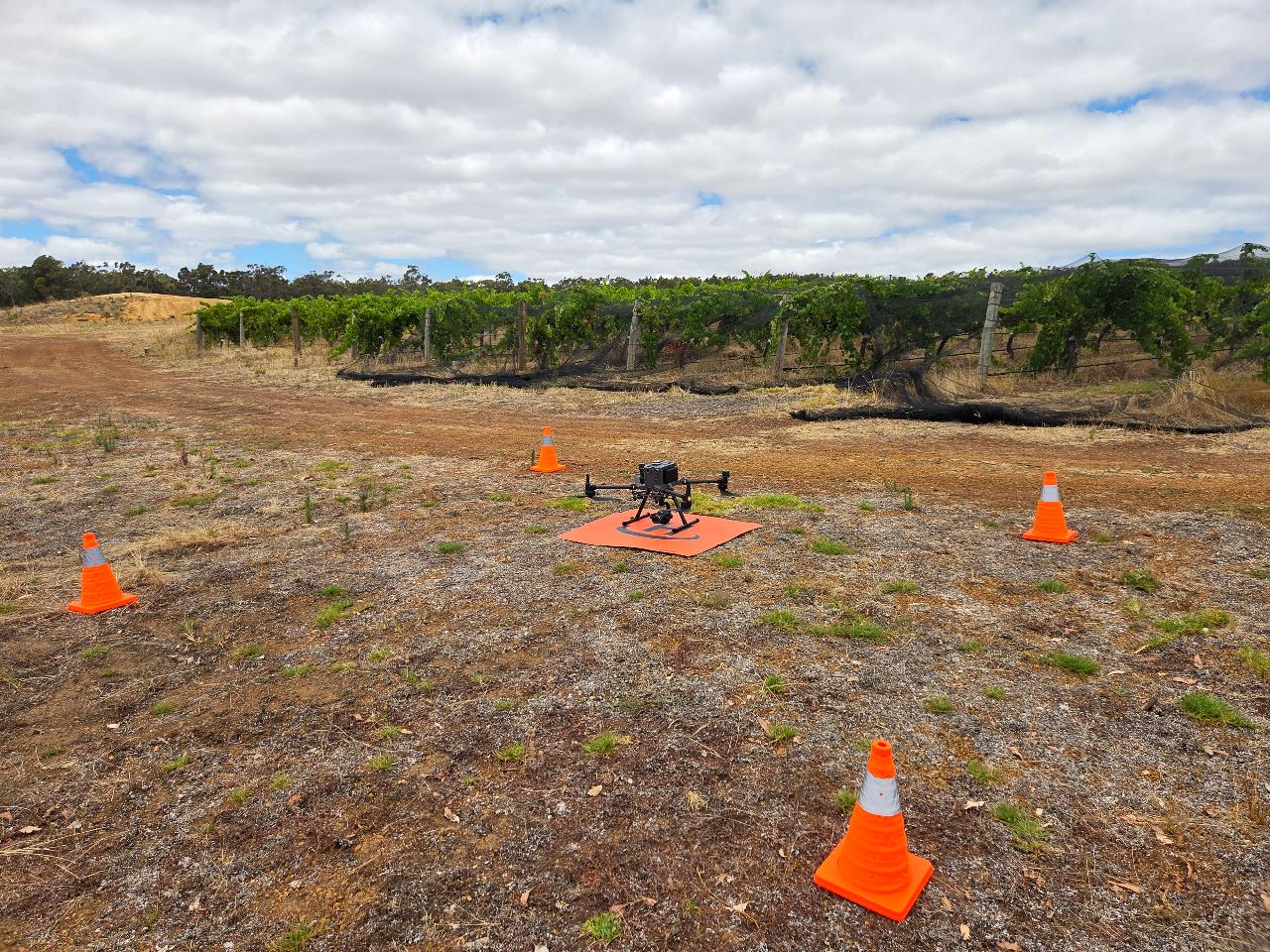 NDVI Crop Health Mapping for Vineyard Management