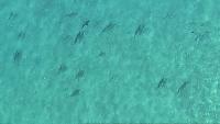 Pacific Drone Services