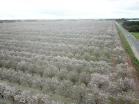 Honeyman UAV Services 